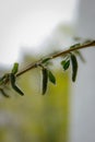 willow tree green nature flower Royalty Free Stock Photo