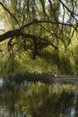 Willow Tree Royalty Free Stock Photo