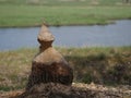 Willow tree hurt by beaver