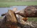 Willow tree hurt by beaver