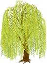Willow Tree Royalty Free Stock Photo
