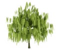 Willow tree isolated on white