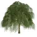 Willow Tree Isolated Royalty Free Stock Photo