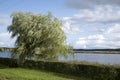 Willow Tree at Jurmala Railway Station, Riga Royalty Free Stock Photo