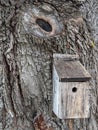 Willow Tree With Knot And Wooden Birdhouse Royalty Free Stock Photo