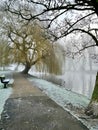 Willow tree and lake in fog Royalty Free Stock Photo