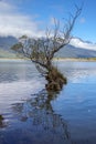 Willow tree on Lake Wakatipu in New Zealand. Row of willow trees on Lake Wakatipu in Glenorchy, New Zealand Royalty Free Stock Photo