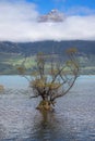 Willow tree on Lake Wakatipu in New Zealand. Row of willow trees on Lake Wakatipu in Glenorchy, New Zealand Royalty Free Stock Photo