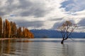 Willow tree in Lake Wanaka, New Zealand Royalty Free Stock Photo