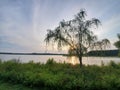 Willow tree by lakeside