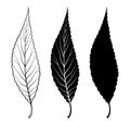 Willow tree leaf. Vector illustration. Outline, silhouette, line art drawing