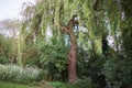 Willow tree in a local park with lush foliage