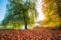 Willow tree near lake at fall Royalty Free Stock Photo