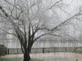 Willow tree near a pond covered with icicles