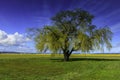 Willow Tree with new Spring Growth near daffodil fields