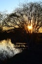 Willow tree over a lake Royalty Free Stock Photo