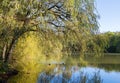 Willow tree overhanging a tranquil lake Royalty Free Stock Photo