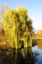 Willow tree in a park in warm colors of sunset Royalty Free Stock Photo