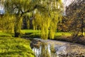 Willow tree by the Pond Royalty Free Stock Photo