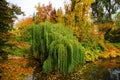 Willow tree and pond Royalty Free Stock Photo