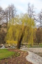 Willow tree in a public park in Vilnius Lithuania Royalty Free Stock Photo