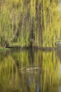 Willow tree reflected in the water of a lake in spring. Royalty Free Stock Photo