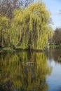 Willow tree reflected in the water of a lake in spring. Royalty Free Stock Photo