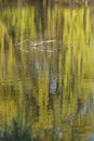 Willow tree reflected in the water of a lake in spring. Royalty Free Stock Photo