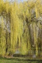 Willow tree reflected in the water of a lake in spring. Royalty Free Stock Photo