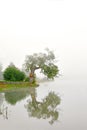 Willow tree reflected in water Royalty Free Stock Photo