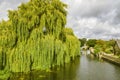 Willow Tree On The River Great Ouse At Godmanchester