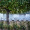 Willow tree on Rivers edge Royalty Free Stock Photo
