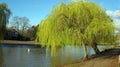 A willow tree (Salix) with lime green leaves by the river. Royalty Free Stock Photo