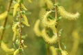 Willow tree in spring Royalty Free Stock Photo