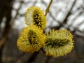 Willow tree spring flowers Royalty Free Stock Photo