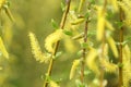 Willow tree in spring Royalty Free Stock Photo