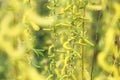 Willow tree in spring Royalty Free Stock Photo