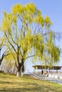 Willow tree sprouting in spring Royalty Free Stock Photo