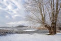 Willow tree standing in the snow on a partly frozen lake under a cloudy sky  rural winter landscape in northern Germany  copy Royalty Free Stock Photo