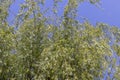 a willow tree in sunny weather against a blue sky background