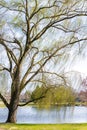 Tall shaggy Willow Tree at the park. Royalty Free Stock Photo