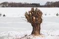 willow tree, trimmed tree in winter, in the snow Royalty Free Stock Photo