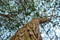 Willow tree trunk, branches, foliage Royalty Free Stock Photo