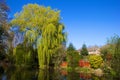 Willow tree in Water canal in Ash, Hampshire Royalty Free Stock Photo