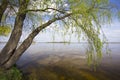 Willow tree by the water. Weeping willow on bank of river in spring Royalty Free Stock Photo