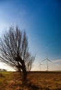 Willow tree and windmills Royalty Free Stock Photo