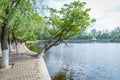 Willow trees along the river landscape background