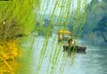 Willow trees along riverbank