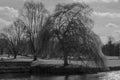 Willow trees on the banks of the rive Cam