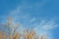 Willow trees branches without leaves on the cloudy sky background with small moon Royalty Free Stock Photo